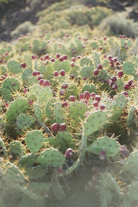 "Prickly Pear Cactus" by Stocksy Contributor "Michela Ravasio" - Stocksy