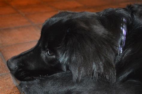 Regular Cleaning Of Your Newfoundland Dogs Ears Is An Important Part