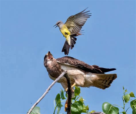 Western Kingbird Vs Swainson S Hawk