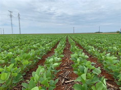 Plantio de soja chega a 97 da área prevista em Mato Grosso aponta Imea