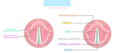 Glotis Anatom A Anatom A M Dica Anatom A Humana