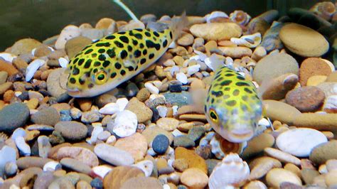 148 best Dwarf Puffer images on Pholder | Aquariums, Planted Tank and ...