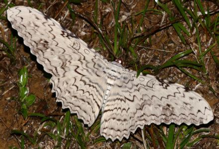 White Witch Moth: Identification, Life Cycle, Facts & Pictures