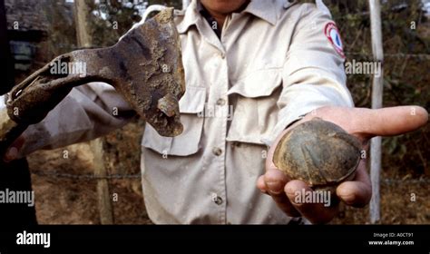 bombies  res stock photography  images alamy