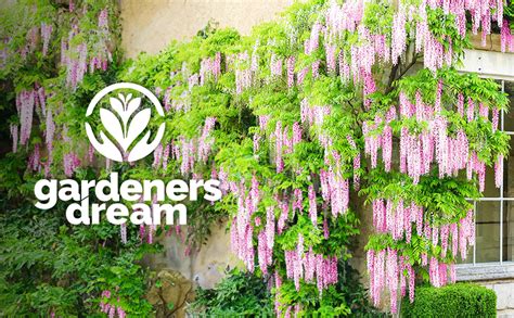 Wisteria Rosea Pink Flowering Deciduous Hardy Climbing Garden Shrub