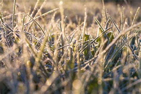 Fertiliser Les Plantes Conseils Proc Dure