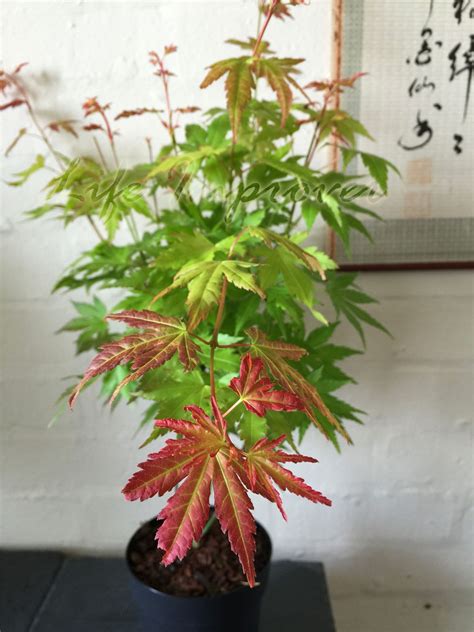 Japanese Maple Momiji Acer Palmatum House Plant Pot Hardy Outdoor