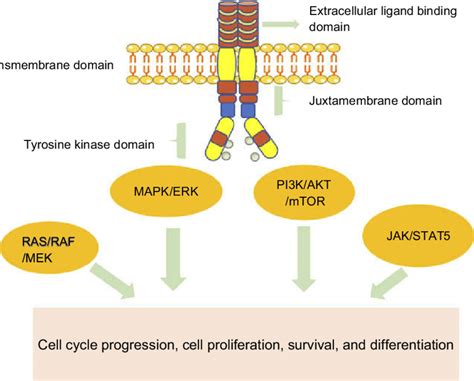 The Protein Structure Encoded By The FLT3 Gene And The Relevant