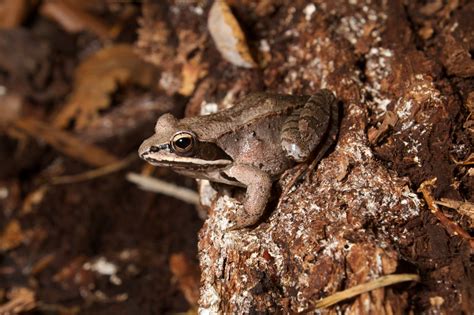 Hibernating Frog Frozen