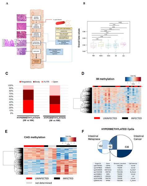 Cpg Methylation Signature Of The Gastric Precancerous Cascade A