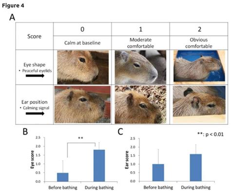 Capybara science diagram : r/capybara