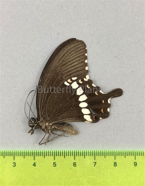 Papilio Polytes F Romulus M A1 A1 Sri Lanka Butterfly Art Inc