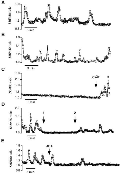 Spontaneous Ca Cyt Oscillations In Guard Cells Of Arabidopsis