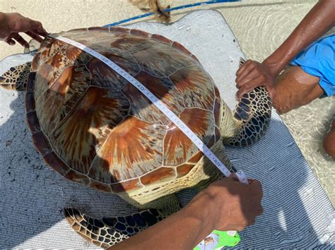 Nelayan Selamatkan Penyu Terjerat Sampah Jaring Hanyut Balai Taman