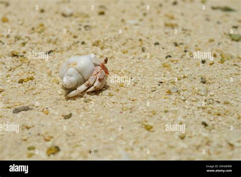 Hermit Crab With White Shell Carrying It S Home Across The Salty Beach