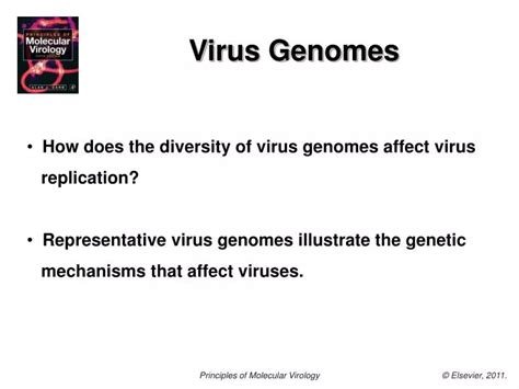 Ppt Virus Genomes Powerpoint Presentation Free Download Id5955587