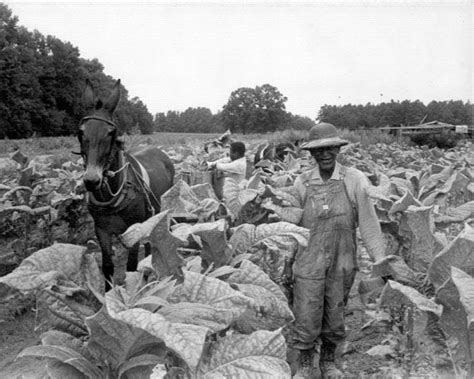 Harvesting tobacco | NCpedia