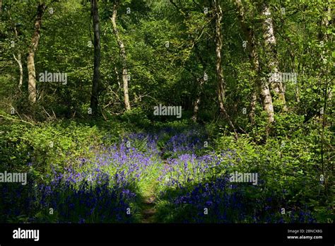 North Cliffe Wood A Yorkshire Wildlife Trust Nature Reserve East
