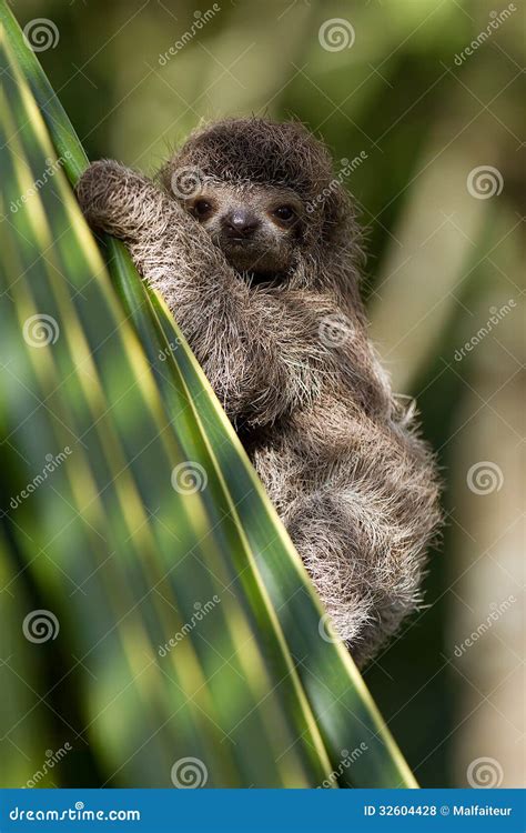 Baby Three Toed Sloth Royalty Free Stock Photos Image 32604428