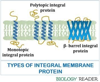 What are Membrane Proteins? Definition, Assembling & Types - Biology Reader