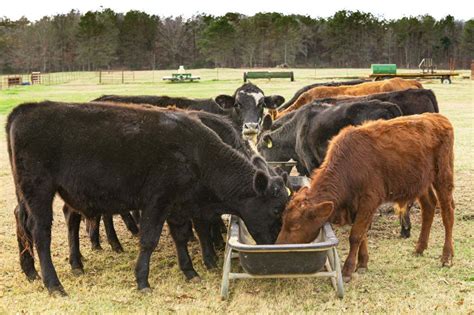 Feeding farm by-products to livestock could boost our food supply | New ...