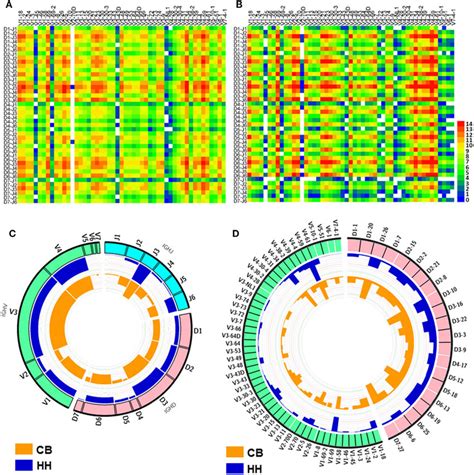 The VDJ Gene Rearrangements And VDJ Gene Usage Observed In The