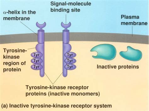 Receptor Tyrosine Kinases Flashcards Quizlet