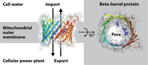 Formation Of Pores In Mitochondrial Membrane Eurekalert