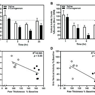 The effect of λ carrageenan 1 i p l on paw thickness across 24 h