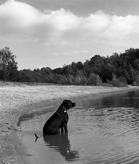 Page 31 Lonely Dog Images Free Download On Freepik