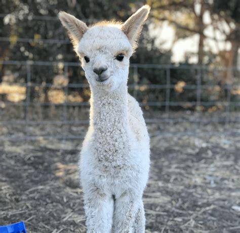 An adorable baby alpaca😍 : r/alpaca