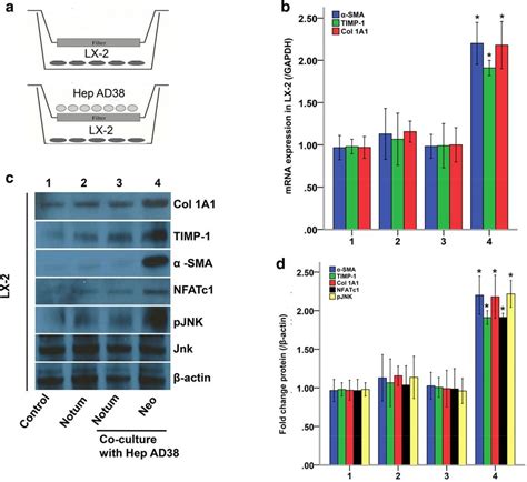 Notum Inhibited Liver Fibrosis Gene Expression In Lx 2 Cells With Hbv