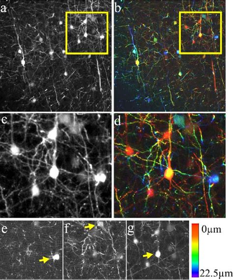 Volumetric Two Photon Imaging Of Thy Gfp Labelled Neurons In Fixed