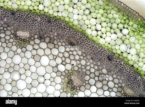 Plantain Lily Hosta Sp Stalk Light Micrograph Stock Photo Alamy