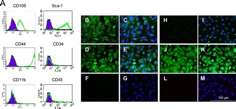 Characterization Of C57bl6 Bone Marrow Derived Msc A Flow Cytometric