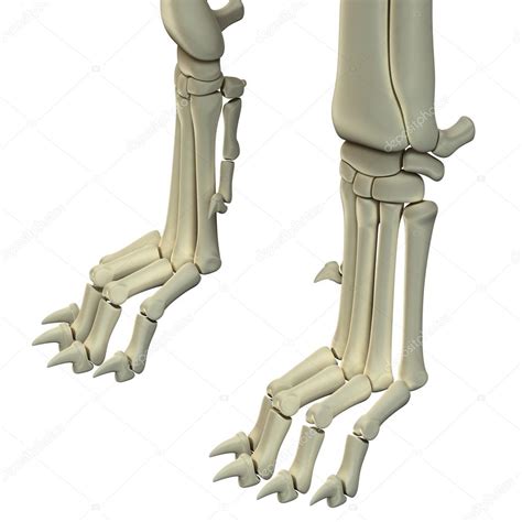 Huesos De Las Patas Traseras Del Perro Huesos De Anatomía De Las