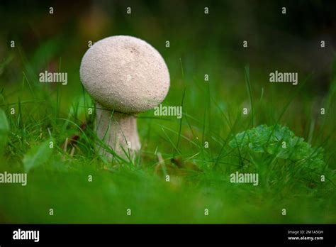 Lycoperdon Excipuliforme Fungi Commonly Known As The Pestle Puffball