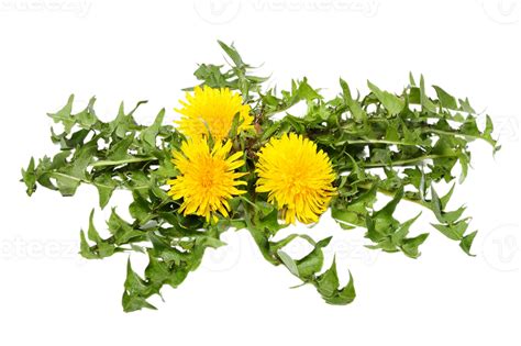 Dandelion Flower Png Transparent Background 29713579 Png