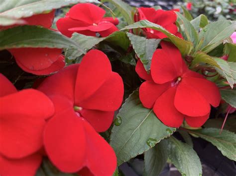 Care Of New Guinea Impatiens Back Gardener