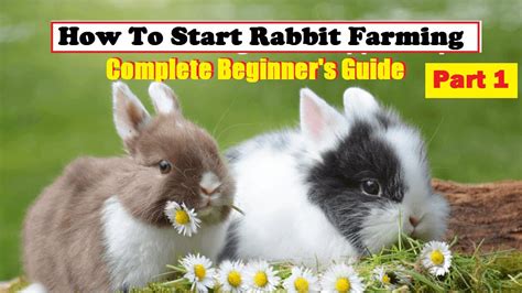 How To Start Rabbit Farming Business Complete Beginners Guide Best