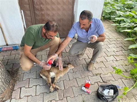 Kartal N Pen Esinden Yaral Kurtulan Yavru Yaban Ke Isi Tedavi Alt Na