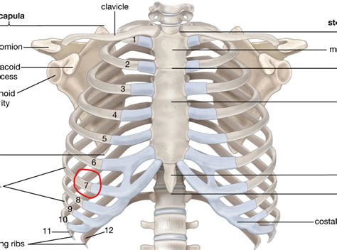 Pain In The Front Lower Part Of The Ribcage R Costochondritis