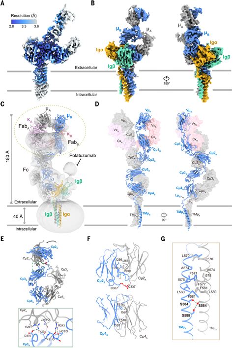 Cryo Em Structure Of The Human Igm B Cell Receptor Science