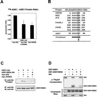 Akt Phosphorylates ASK1 In Cells And In Vitro A ASK1 Phosphorylation