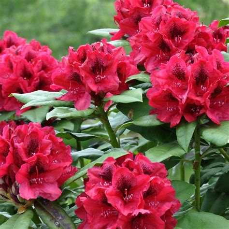 Late blooming rhododendron | Garden design, Garden, Bloom