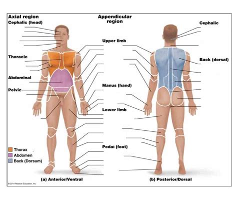 Labeled Anatomical Position Diagram