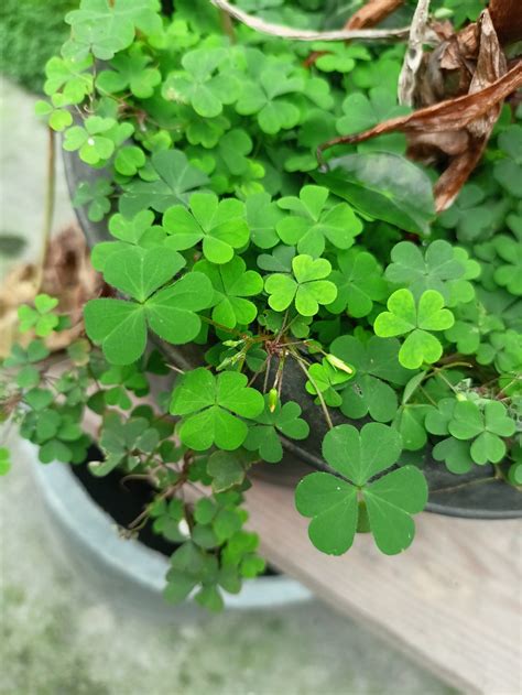 clover cloverleaf shamrock  photo  pixabay pixabay