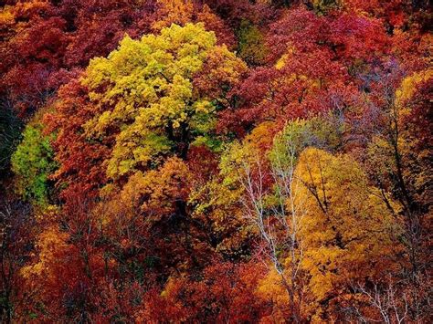 The New Mexico Fall Color Spectacular