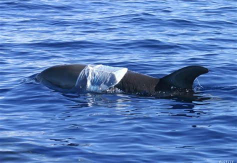 Stemming The Tide Of Plastic Bags Choking The World S Oceans EIA