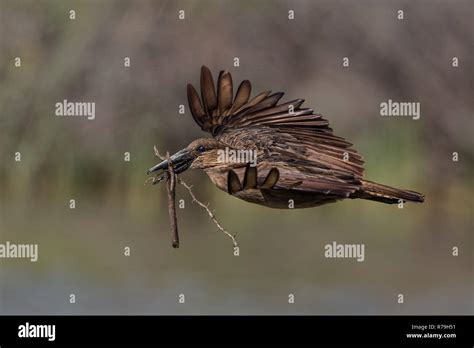 Hamerkop nest hi-res stock photography and images - Alamy